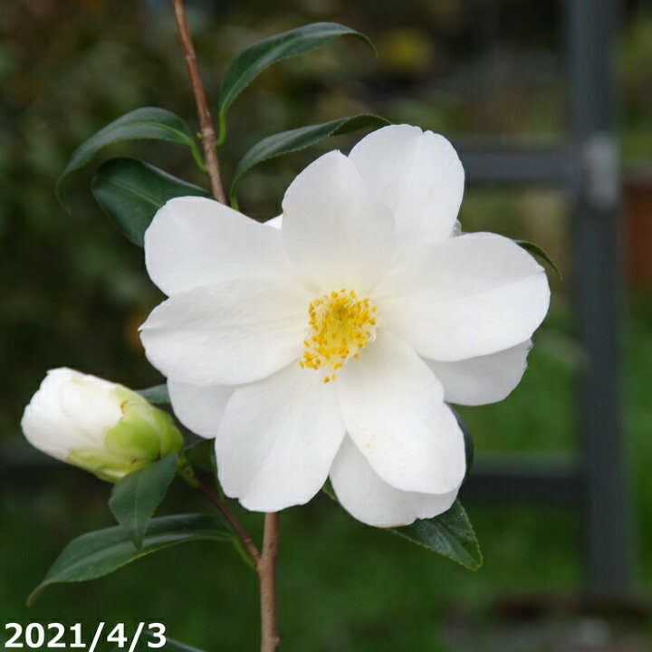 楽天市場 椿 苗 都鳥 2年生挿し木苗 3号 長期化成肥料付 半日陰 好日性植物 椿苗 ツバキ 茶花 ミニ盆栽 苗 盆栽素材 花木 椿 苗木 石田精華園 楽天市場店