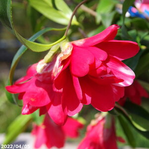 【10%OFFクーポン対象!〜10/30】椿 苗 孔雀椿 5号(長期化成肥料付)【送料無料】【半日陰〜好日性植物】【椿苗 ツバキ】【盆栽素材 茶花 花木】【椿 苗木】