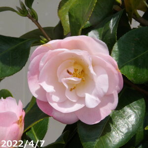 yiE_No.3308z c@t(tg) ږؕc 10 147cmi엿tj@yzyA`DAzy֕c coLzyA ؁zy Ԗ؁zyԁzy c