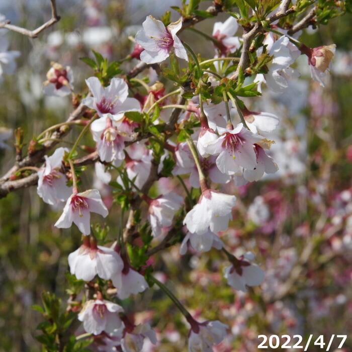 植木 盆栽 富士桜の人気商品・通販・価格比較 - 価格.com