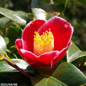 yiE_No.0392z c@ʂ̉Y 12 c 198cmi엿tjyA`DAzy֕c coLzyA ؁zy Ԗ؁zyԁzy c؁z