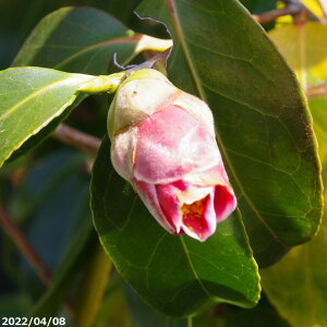 yiE_No.0402z c@ʂ̉Y 13 190cmi엿tjyA`DAzy֕c coLzyA ؁zy Ԗ؁zyԁzy c؁zyssyюӒnȊO