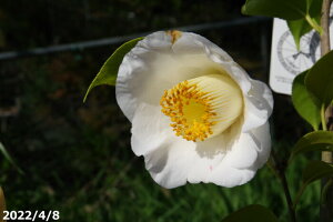  c@Ζ{ 5N}ؕc 6@90-110cmi엿tjyA`DAzy֕c coLzy~͑f  Ԗ؁zy c؁z _kki