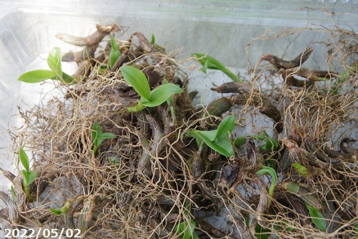 楽天市場 オサラン 選べる 裸苗 50 70芽入 パック 送料無料 夏の山野草 ラン科植物 着生ラン 夏半日陰の多年草 石田精華園 楽天市場店