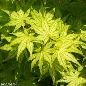  c@VM^cUij@JGf@ږ؍c@110`120cm@yzyEŁE݂E~WEgtzyx_EK[fEAzyA ؁zy Ԗ؁z_a