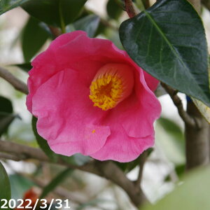 yiE_No.7422z ց@c@햞@12@c@160cm i엿tjyA`DAzy֕c coLzyA ؁zy Ԗ؁zyԁzyց@c؁z _kki