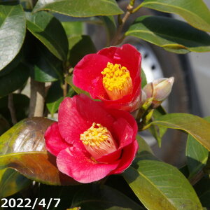 yNo.3282z c@ˎ(Ƃނ) 12 160-170cm i엿tjyA`DAzy֕c coLzyA ؁zy Ԗ؁zyԁzy c؁z