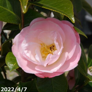 y10%OFFN[|ΏہI`10/30zyiE_No.3325z c@t(tg) ږ 10 147cm i엿tj@yzyA`DAzy֕c coLzyA ؁zy