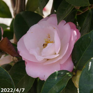 yiE_No.3335z c@t(tg) ږ 10 c 150cm i엿tj yzyA`DAzy֕c coLzyA ؁zy Ԗ؁zyԁzy 
