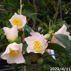 ց@c@}Al@}3Nc@4 i엿tj@yA`DAzy֕c coLzy~͑f  Ԗ؁z yց@c؁z