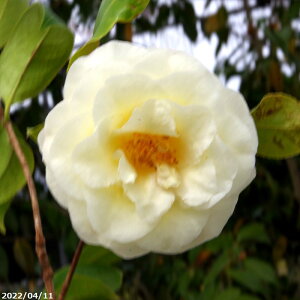  c@̐ }5Nc 7 i엿tjyA`DAzy֕c coLzyԁzy~͑fށzyԖ؁zy c؁z