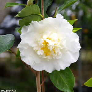 y10%OFFN[|ΏہI`11/11zm c@GKXVy@5N}ؕc 6 75-95cm i엿tjyzyA`DAzy֕c coLzyԖ؁zy c؁z _kki