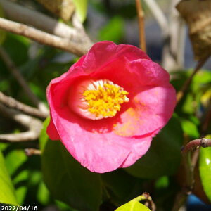 y10%OFFN[|ΏہI`10/30zyiE_No.3261z c@ԉ  10 170cm i엿tjyzyA`DAzy֕c coLzyA ؁zy Ԗ؁zy