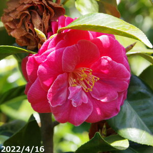  c@炫 W(񂱂) igjږؕc 10|bg 120cm iNo.0108ji엿tjyzyA`DAzy֕c coLzyA ؁zy Ԗ؁zyԁz