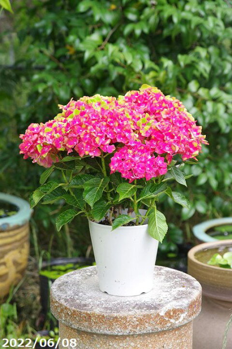 楽天市場 初夏の花 アジサイ 紫陽花 シュロスパッカーベルト レッド 5号鉢 送料無料 西洋アジサイ ハイドランジャ ベランダ園芸 あじさい 苗 植木鉢 ピンク グリーン 石田精華園 楽天市場店