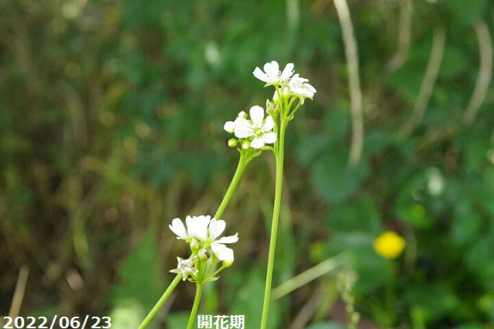 楽天市場 食虫植物 ハエトリグサ ハエトリソウ 3号 食虫植物 好日性半耐寒性宿根草 珍奇植物 ビザール プランツ 石田精華園 楽天市場店