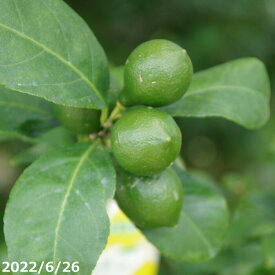 果樹　苗　レモン リスボン　6号（長期化成肥料付）　【送料無料】【植木 庭木】【樹木 花木】【鉢植え　ベランダ園芸】
