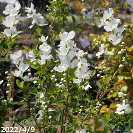 リキュウバイ(利休梅) 根巻き苗 高さ1.5m程度【送料無料】【植木 庭木】【樹木 花木】