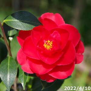 椿 苗 緋色沖の石 4年生挿木苗 5号 (長期化成肥料付) 【半日陰〜好日性植物】【椿苗 ツバキ】【植木 庭木】【樹木 花木】【茶花】【椿 苗木】