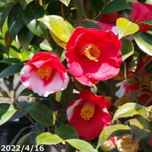  c@̗ 4N}ؕc 5 H80-100cm i엿tj yA`DAzy֕c coLzy~͑f  Ԗ؁zy c؁z