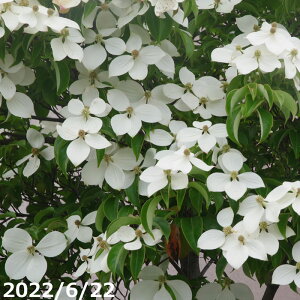 gL}{EVi΃}{EVjzRGVX@@170cm@yc A  ܂ڂzyA ؁zy Ԗ؁z_all