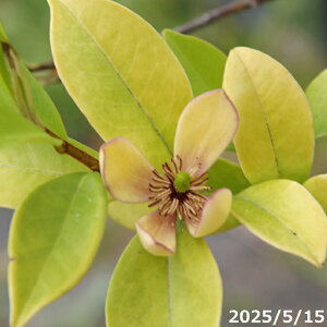 y10%OFFN[|ΏہI`11/11zyi_No.3387-3z c@IK^}@12i엿tjyzy Ԗ؁zyA ؁z