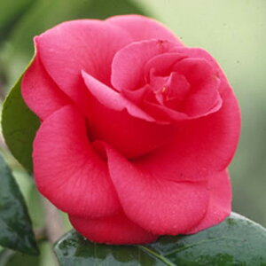 �y�ő�50%OFF�N�[�|�����s���I�z�� �c�@�_��(����) 2�N���}�ؕc 3���i9cm�|�b�g�j�i���������엿�t�j�y�����A�`�D�����A���z�y�֕c �c�o�L�z�y�A�� ��؁z�y���� �Ԗ؁z�y���ԁz�y�� �c�؁z