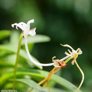 yiE_ No.0642z xM Ԃ񂴂@g򒱁@3.8 yzyȐA  tE t[ zyĔȂNzyA@rU[vcz