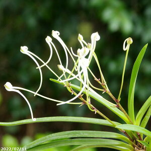 yiE_ No.0689z xM [@3.5 yzyȐA@ tE t[ zyĔȂNzyA@rU[vcz