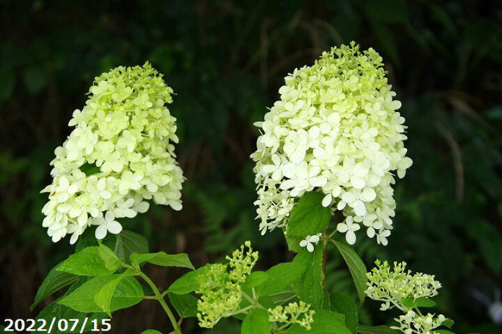 楽天市場 夏のアジサイ 紫陽花 ピラミッドアジサイ ノリウツギ ミナヅキ 水無月 4号 夏の山野草 夏の花木 半日陰 向日性植物 ベランダ園芸 あじさい 苗 植木鉢 石田精華園 楽天市場店