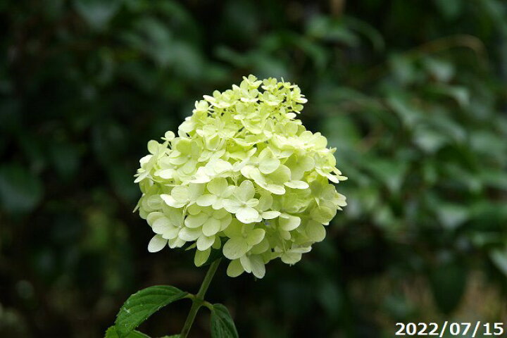 楽天市場 夏のアジサイ 紫陽花 ピラミッドアジサイ ノリウツギ ミナヅキ 水無月 4号 夏の山野草 夏の花木 半日陰 向日性植物 ベランダ園芸 あじさい 苗 植木鉢 石田精華園 楽天市場店