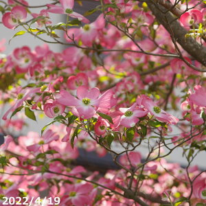 yi_No.1878-3z c@AJni~YL(ԉԁj ږؕc 10|bgc i엿tj@yzy c t̉Ԗ؁zyA ؁zy Ԗ؁z
