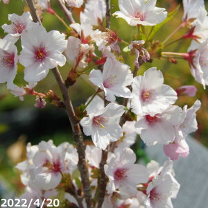 @c؁@a@ږ؈Nc@3.5[(10.5cm) i엿tj@y؁EԖ؁zyTNEzyAEx_|z