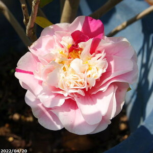  c@lCg 10 150cm i엿tjyzyA`DAzy֕c coLzyA ؁zy Ԗ؁zyԁzy c؁z