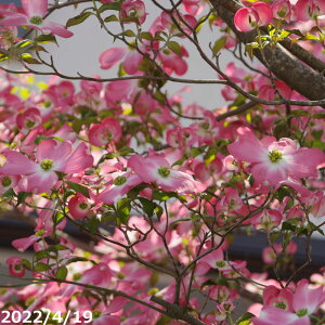 yiE_No.4090z؁@c@AJni~YLi엿tjyzy؁EcEt̉Ԗ؁zyA ؁zy Ԗ؁z