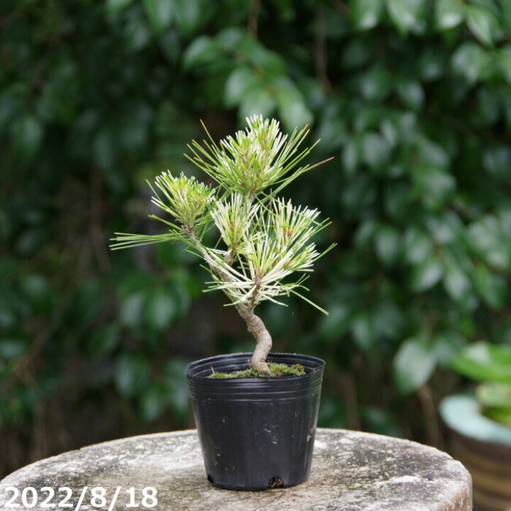 楽天市場】ジャノメマツ（蛇ノ目松）赤松 3号（9cm） 接木苗 【斑入り 