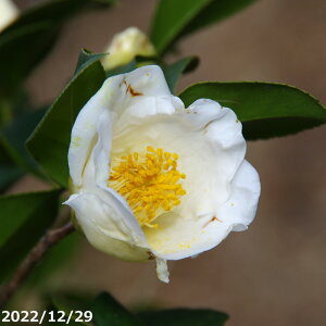 yiE_ No.9234z  c@ ږؕc 12 148cm i엿tj yzyA`DAzy֕c coLzyA ؁zy Ԗ؁zyԁzy c؁z _kki