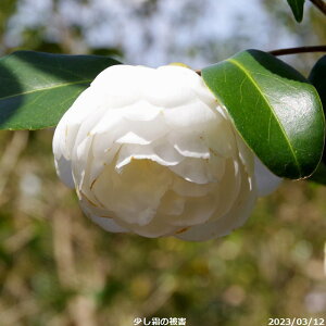 yiE_ No.9212z  c@O() ږؕc 12 c 90cm i엿tjyzyA`DAzy֕c coLzyA ؁zy Ԗ؁zyԁzy 