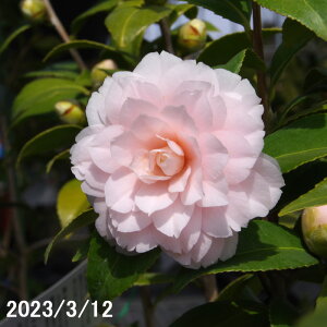  c@ ታ }4Nc 5 70-75cmi엿tjyA`DAzy֕c coLzyԁzy~j~ czy~͑fށzyԖ؁zy c؁z