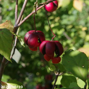 y10%OFFN[|ΏہI`11/11z c IIcoi 10 i엿tj yzy Ԗ؁zyA ؁z