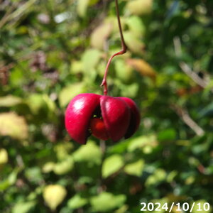 【10%OFFクーポン対象!〜10/30】【現品No.0436】 オオツリバナ 10号 仮植 高さ125cm【花木】【日陰の植物】【山野草】