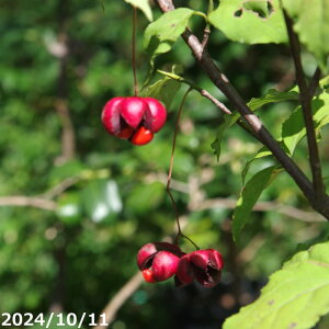 yiNo.0432z IIcoi@c 10 A 130cmyԖ؁zyA̐AzyR쑐z