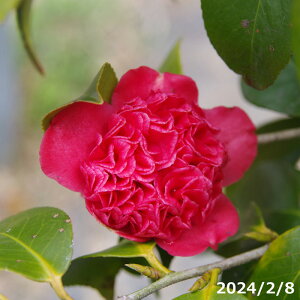 【10%OFFクーポン対象!〜10/30】【現品一点物No.9286】椿 苗 卜伴錦 10号 (長期化成肥料付)【半日陰〜好日性植物】【椿苗 ツバキ】【植木 庭木】【樹木 花木】【茶花】【椿 苗木】