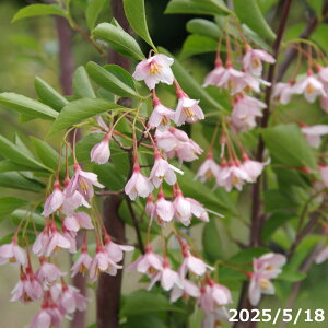 yi_No.9318z c@ԉԃGS 13 ci엿tjyA ؁zy Ԗ؁zyV{c[ ̖ GSmL K[fjO CeA GNXeAz