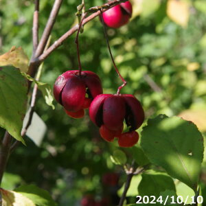 yiNo.0434z IIcoi 10 A 130cmyԖ؁zyA̐AzyR쑐z