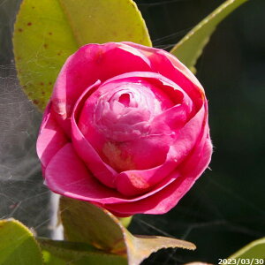 yiE_No.3034-1z c@ԋ(d) 13 c 201cmi엿tjyA`DAzy֕c coLzyA ؁zy Ԗ؁zyԁzy c؁z