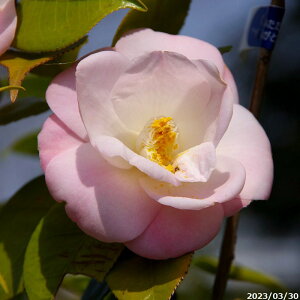yiE_No.5914z  c@Y c 185cm i엿tj@yA`DAzy֕c coLzyA ؁zy Ԗ؁zyԁzy c؁z