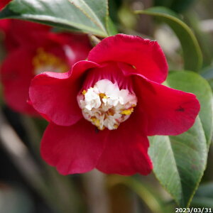 yiE_No.8085z  c@m 10 c 140cm i엿tj@yzyA`DAzy֕c coLzyA ؁zy Ԗ؁zyԁzy c؁z