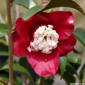 yiE_No.7926z c@m 8 104cm i엿tj yzyA`DAzy֕c coLzyA ؁zy Ԗ؁zyԁzy c؁z