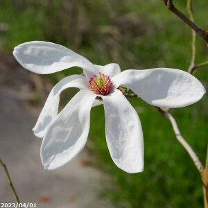 y10%OFFN[|ΏہI`11/11zyiE_No.2707z c@ԃRuV _X[ 10 203cm@yA ؁zy Ԗ؁zyDAz_all